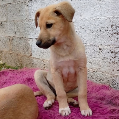 Solea - sehr verspielt und neugierig 😉/ Reserviert, Mischling Welpen - Hündin