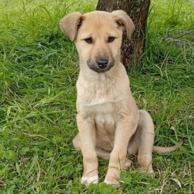 Solea - sehr verspielt und neugierig / Vorgemerkt