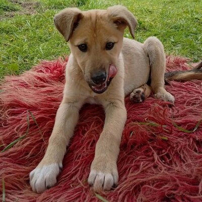 Solea - sehr verspielt und neugierig / Vorgemerkt, Mischling Welpen - Hündin