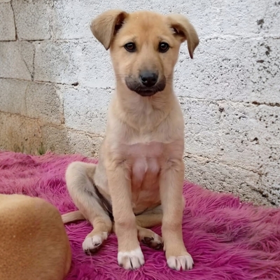 Solea - sehr verspielt und neugierig / Vorgemerkt, Mischling Welpen - Hündin