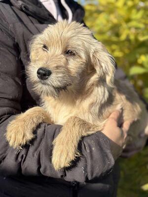 Soleia, Mischling Welpen - Hündin