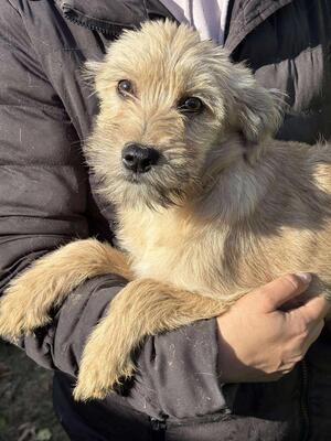 Soleia, Mischling Welpen - Hündin