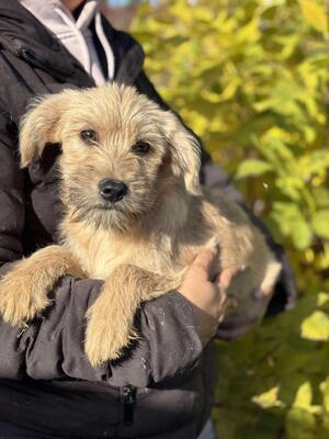 Soleia, Mischling Welpen - Hündin
