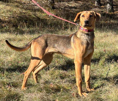 Solo sucht aktive Menschen, Mischling - Rüde