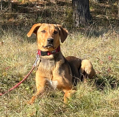 Solo sucht aktive Menschen, Mischling - Rüde