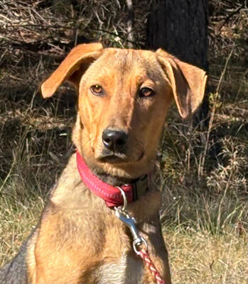 Solo sucht aktive Menschen, Mischling - Rüde