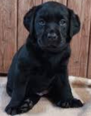 Solo sucht ein Zuhause, Labrador-Retriever Welpen - Rüde