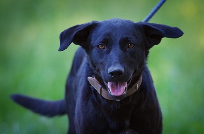 Sombra, Mischling Welpen - Hündin