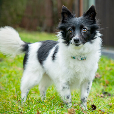 Sona, Spitz-Mix - Hündin