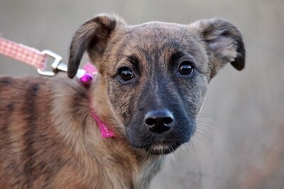 Sonja, Mischling Welpen - Hündin