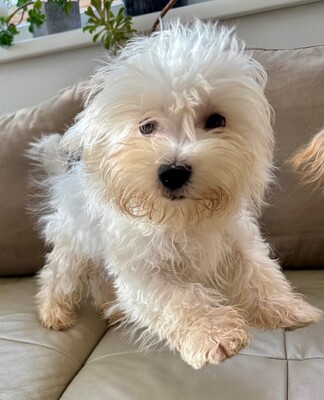 Sony, 5,5 Monate alt