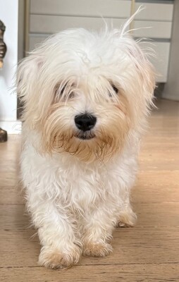 Sony, 5,5 Monate alt, Malteser Welpen - Rüde