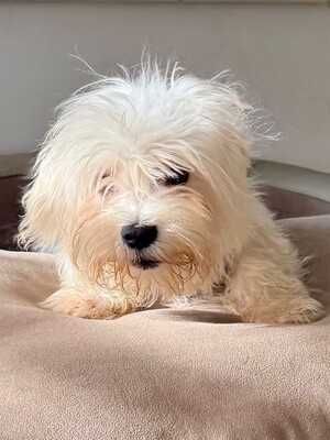 Sony, 5,5 Monate alt, Malteser Welpen - Rüde