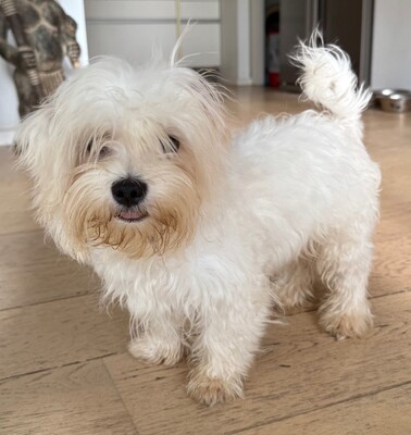 Sony, 5,5 Monate alt, Malteser Welpen - Rüde