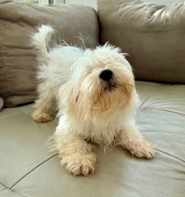 Sony, 5,5 Monate alt, Malteser Welpen - Rüde