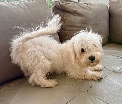 Sony, 5,5 Monate alt, Malteser Welpen - Rüde