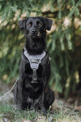 Sookie, Mischling - Hündin