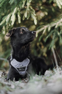 Sookie, Mischling - Hündin