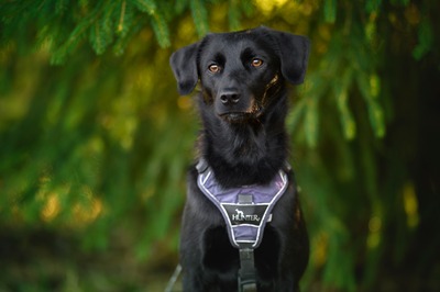 Sookie, Mischling - Hündin