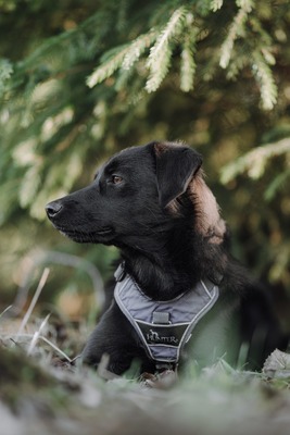 Sookie, Mischling - Hündin