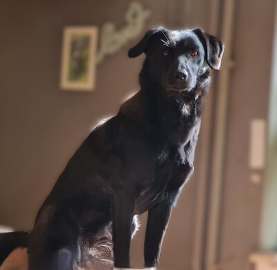 Sookie, Mischling - Hündin