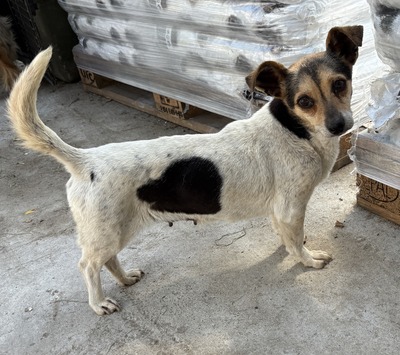 Sophia, Mix - Hündin