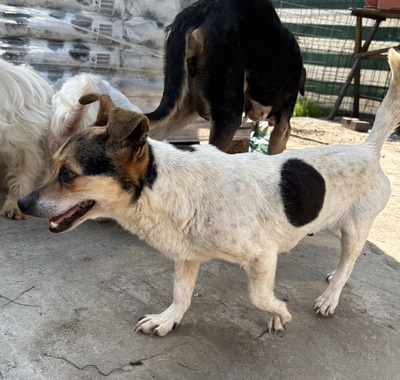 Sophia, Mix - Hündin
