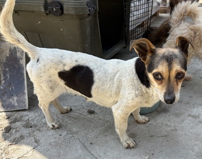 Sophia, Mix - Hündin