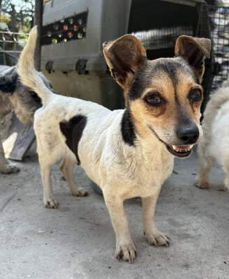 Sophia, Mix - Hündin