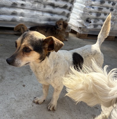 Sophia, Mix - Hündin
