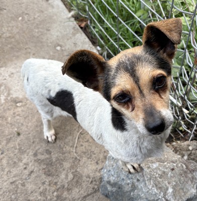 Sophia, Mix - Hündin