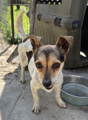 Sophia, Mix - Hündin