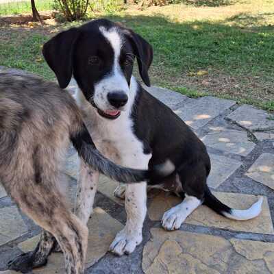 Sophia - eine selbstbewusste und wesensstarke kleine Hündin, Mischling - Hündin