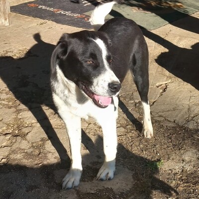 Sophia - eine selbstbewusste und wesensstarke kleine Hündin, Mischling - Hündin