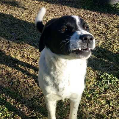 Sophia - eine selbstbewusste und wesensstarke kleine Hündin, Mischling - Hündin