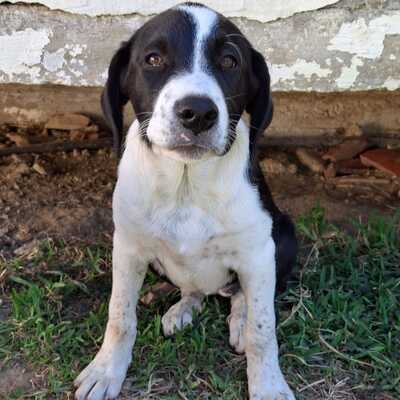 Sophia -  eine selbstbewusste und wesensstarke kleine Hündin / Vorgemerkt