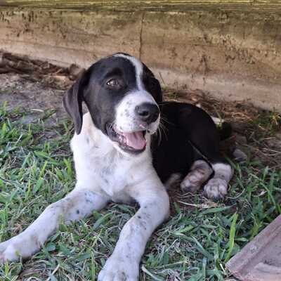 Sophia - eine selbstbewusste und wesensstarke kleine Hündin / Vorgemerkt, Mischling Welpen - Hündin