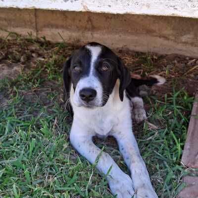 Sophia - eine selbstbewusste und wesensstarke kleine Hündin / Vorgemerkt, Mischling Welpen - Hündin