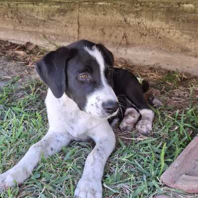 Sophia - eine selbstbewusste und wesensstarke kleine Hündin / Vorgemerkt, Mischling Welpen - Hündin