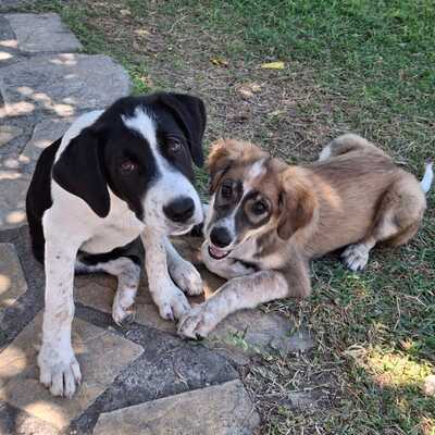 Sophia - eine selbstbewusste und wesensstarke kleine Hündin / Vorgemerkt, Mischling Welpen - Hündin