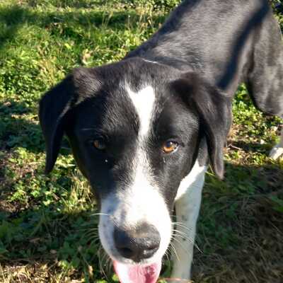 Sophia - eine selbstbewusste, wesensstarke kleine Hündin, Mischling - Hündin