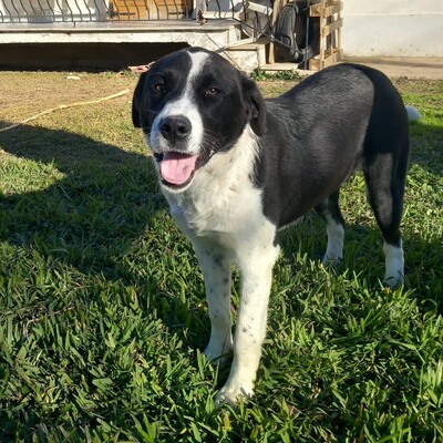 Sophia - eine selbstbewusste, wesensstarke kleine Hündin, Mischling - Hündin