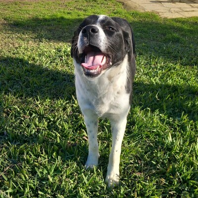 Sophia - eine selbstbewusste, wesensstarke kleine Hündin, Mischling - Hündin