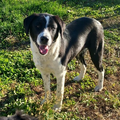 Sophia - eine selbstbewusste, wesensstarke kleine Hündin, Mischling - Hündin