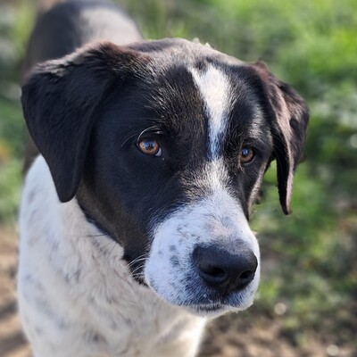 Sophia - eine selbstbewusste, wesensstarke kleine Hündin, Mischling - Hündin