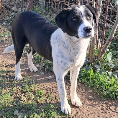 Sophia - eine selbstbewusste, wesensstarke kleine Hündin, Mischling - Hündin