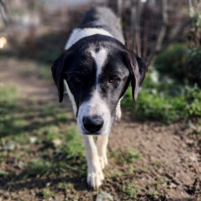Sophia - eine selbstbewusste, wesensstarke kleine Hündin, Mischling - Hündin