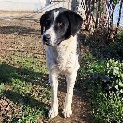 Sophia - eine selbstbewusste, wesensstarke kleine Hündin, Mischling - Hündin