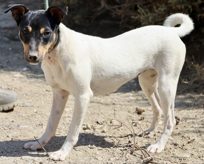 Sophie, Bodeguero Andaluz - Hündin