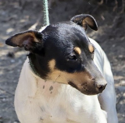 Sophie, Bodeguero Andaluz - Hündin